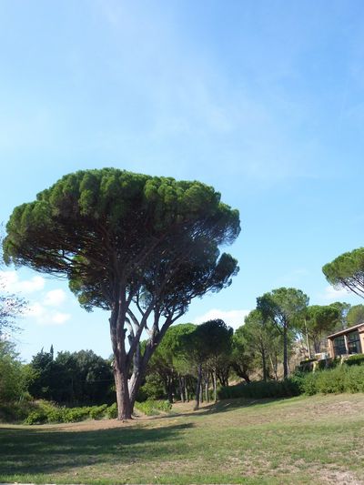 Domaine Sainte Marie à Saint Tropez